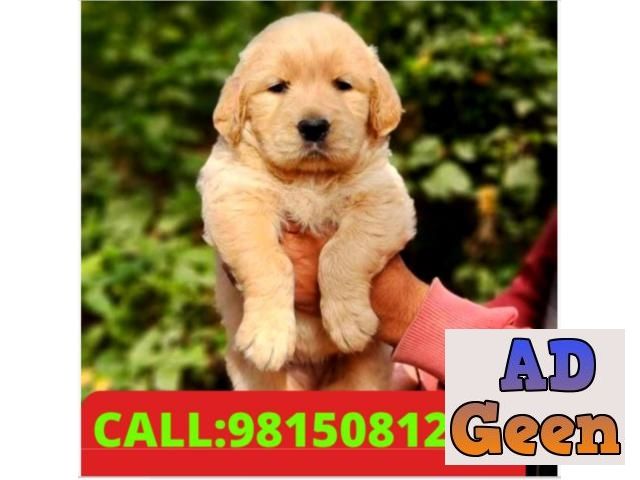 used Golden Retriever Puppy Available in Chandigarh Mohali Zirakpur. CALL9815081234 for sale 